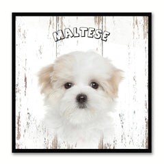 Maltese Dog Canvas Print Picture Frame Gift Home Decor Wall Art Decoration