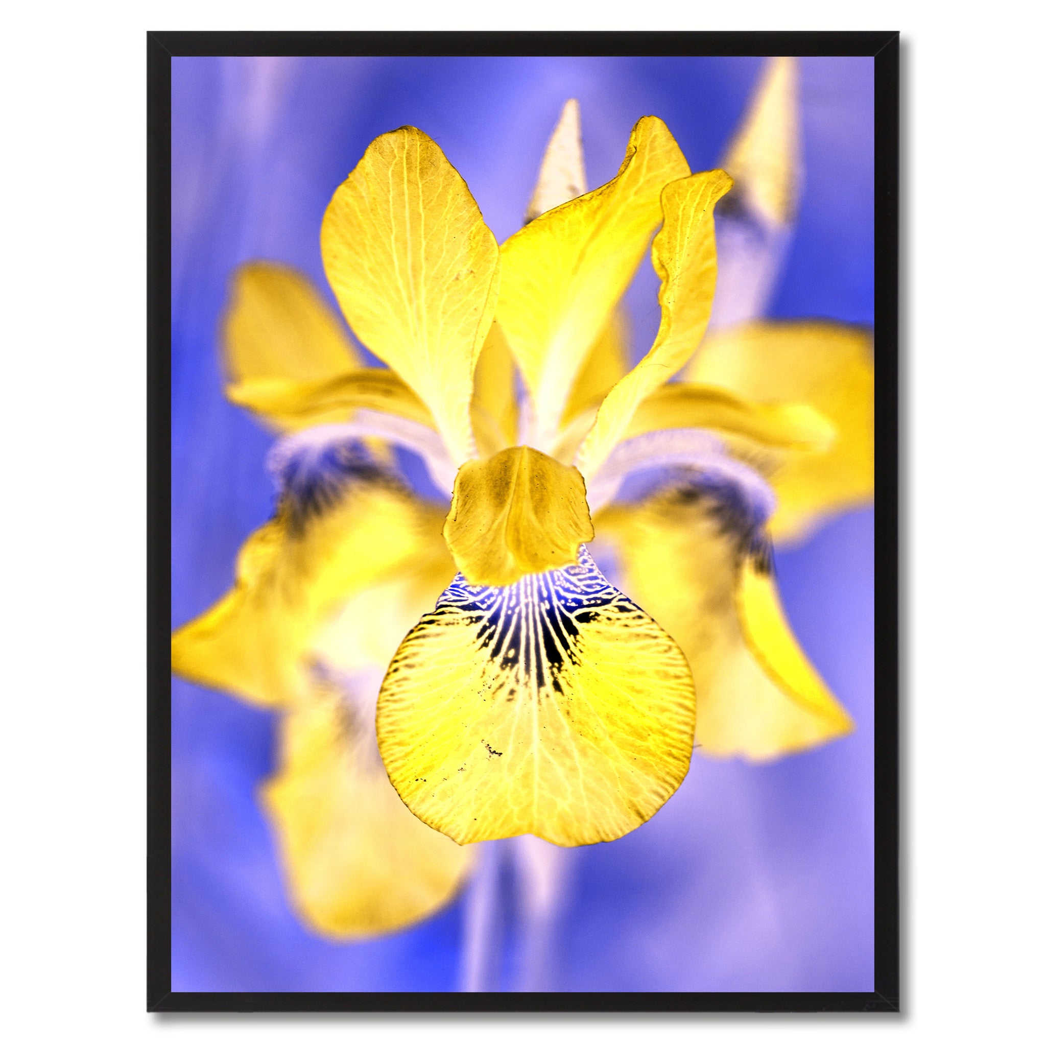 Yellow Iris Flower Framed Canvas Print Home Décor Wall Art