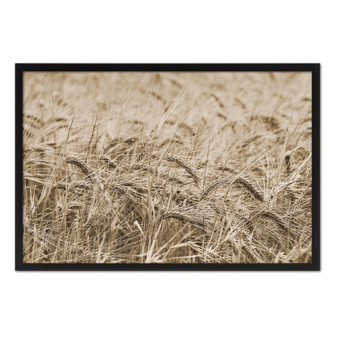 Golden rye paddy ready for harvest Sepia Landscape decor, National Park, Sightseeing, Attractions, Black Frame