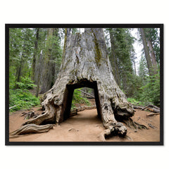 Giant Sequoia Tree Yosemite Landscape Photo Canvas Print Pictures Frames Home Décor Wall Art Gifts