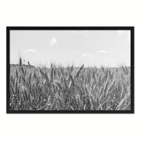 Wheat ears paddy full of grain, on the field Black and White Landscape decor, National Park, Sightseeing, Attractions, Black Frame