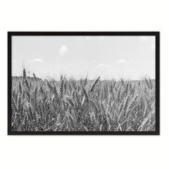 Wheat ears paddy full of grain, on the field Black and White Landscape decor, National Park, Sightseeing, Attractions, Black Frame