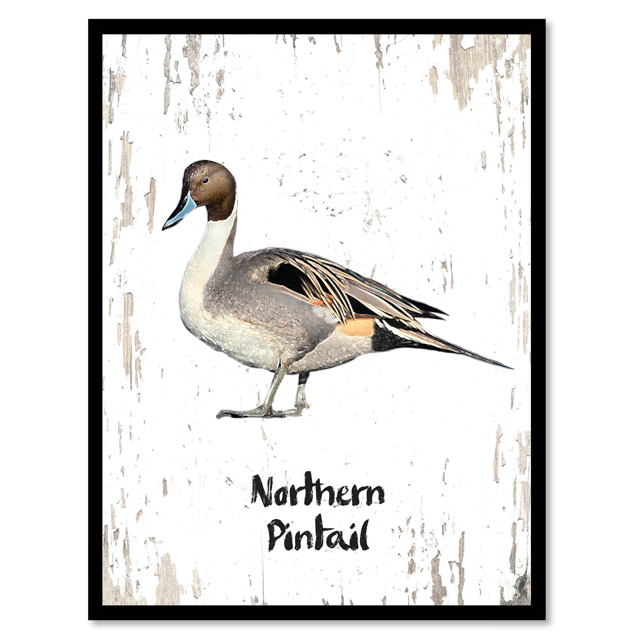 Northern Pintail Bird Canvas Print, Black Picture Frame Gift Ideas Home Decor Wall Art Decoration