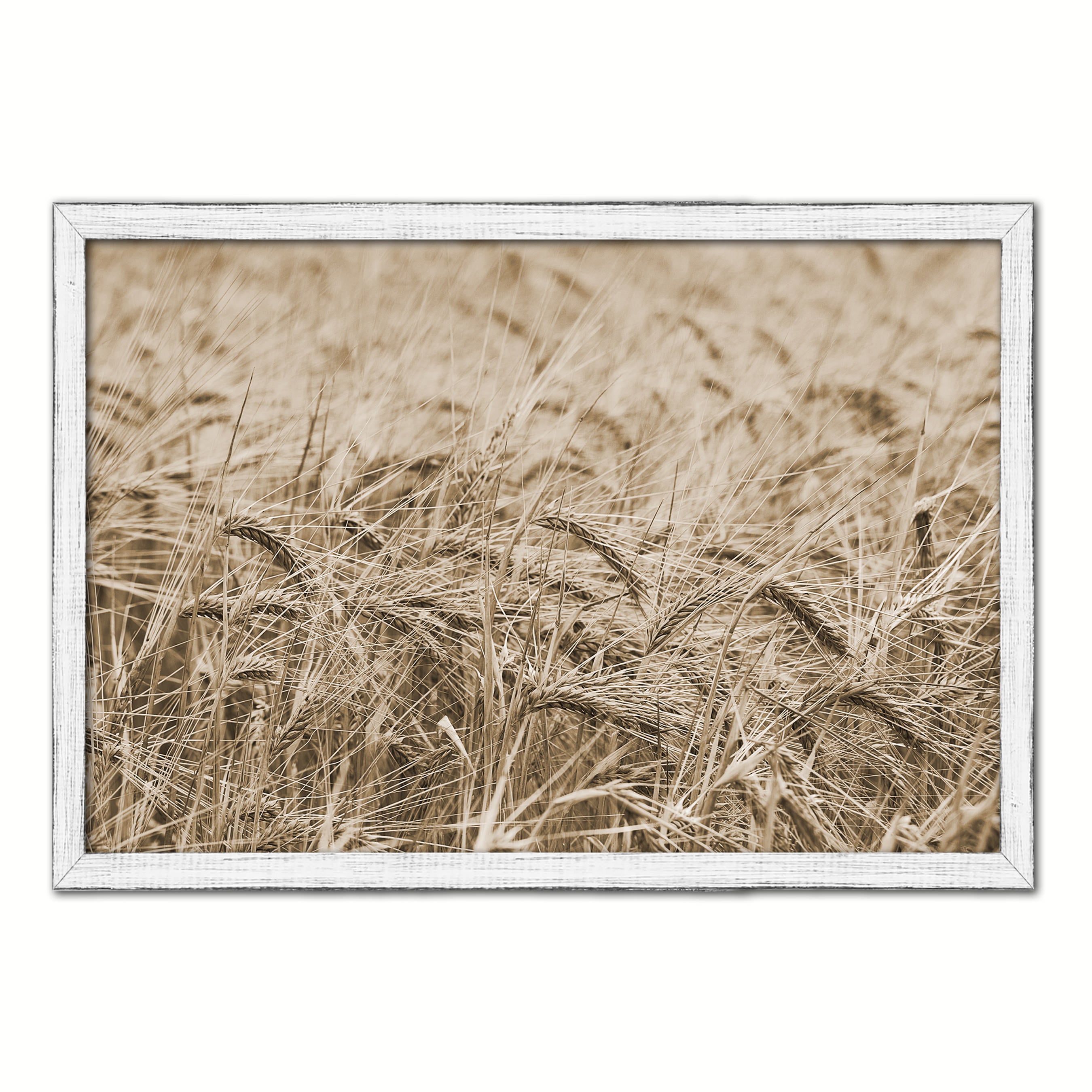 Golden rye paddy ready for harvest Sepia Landscape decor, National Park, Sightseeing, Attractions, White Wash Wood Frame