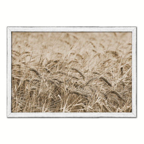 Golden rye paddy ready for harvest Sepia Landscape decor, National Park, Sightseeing, Attractions, White Wash Wood Frame