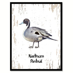 Northern Pintail Bird Canvas Print, Black Picture Frame Gift Ideas Home Decor Wall Art Decoration