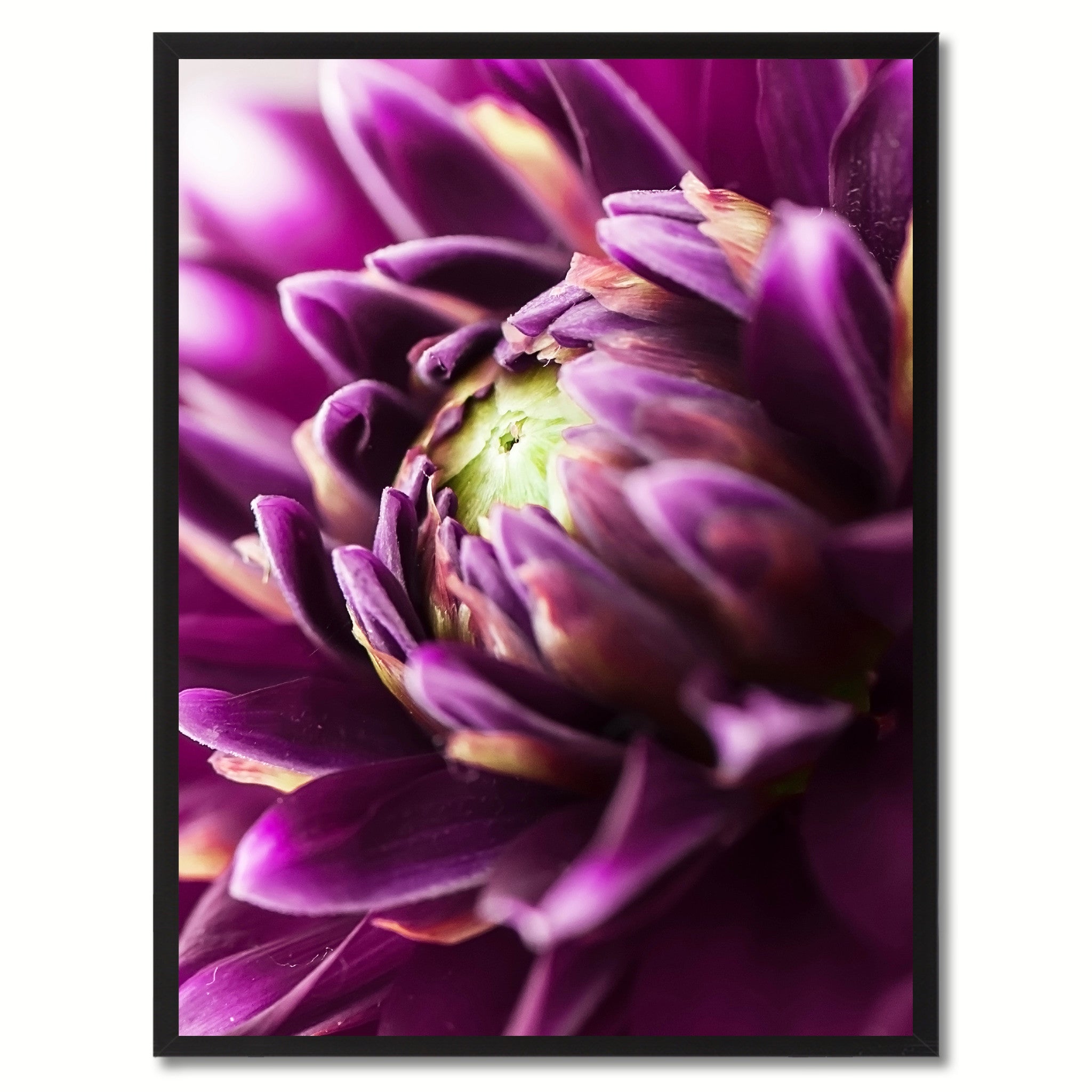Purple Chrysanthemum Flower Framed Canvas Print Home Décor Wall Art