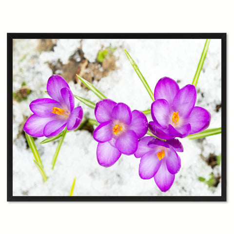 Purple Crocuses Flower Framed Canvas Print Home Décor Wall Art