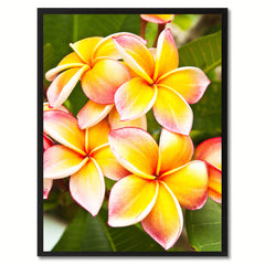 Plumeria Flower Framed Canvas Print Home Décor Wall Art