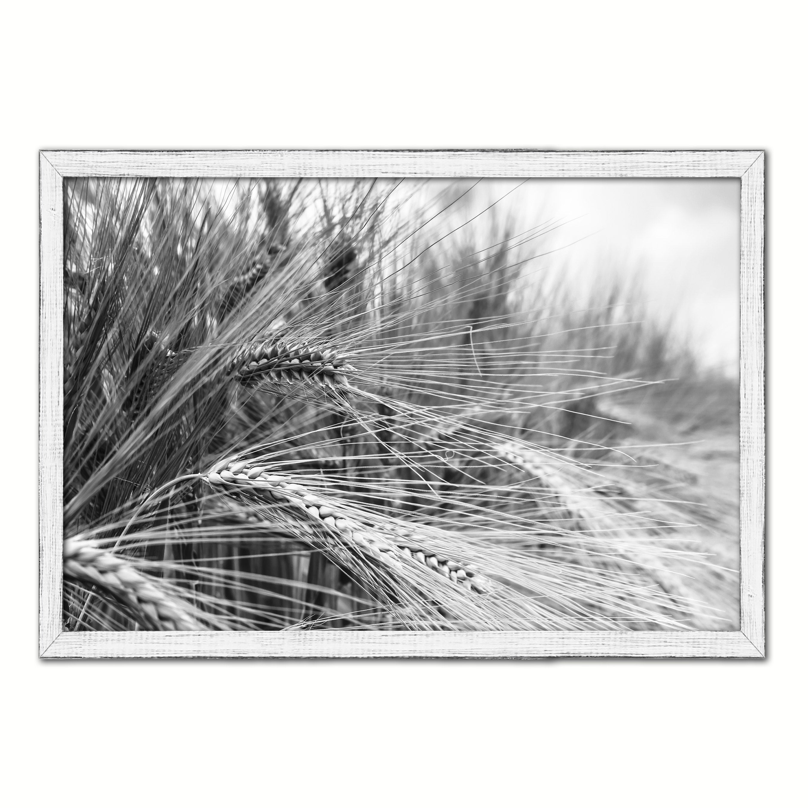 Nutritious Nature Barley Paddy Field Black and White Landscape decor, National Park, Sightseeing, Attractions, White Wash Wood Frame
