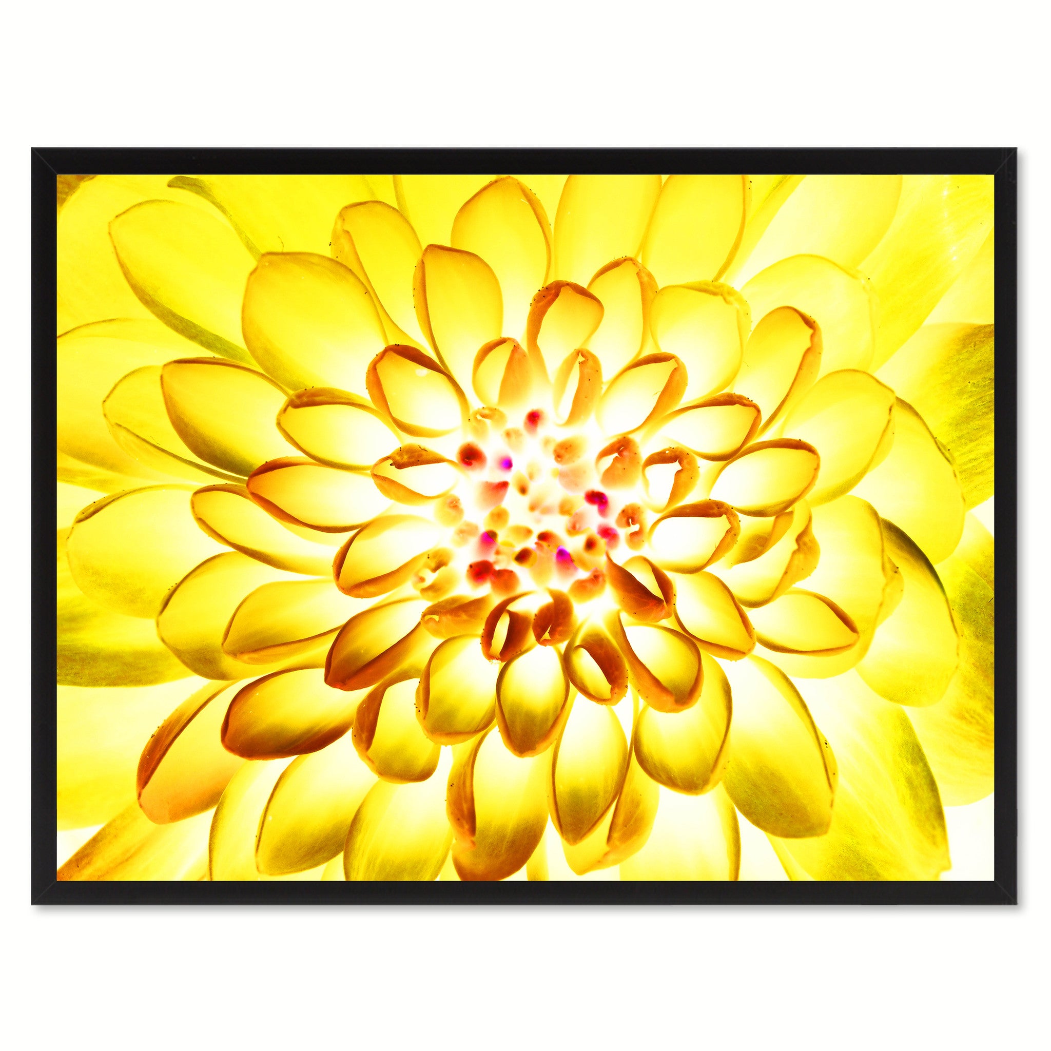 Yellow Chrysanthemum Flower Framed Canvas Print Home Décor Wall Art