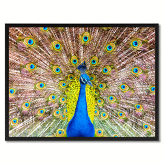 Peacock Bird Canvas Print, Black Picture Frame Gift Ideas Home Decor Wall Art Decoration