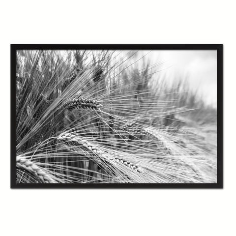 Nutritious Nature Barley Paddy Field Black and White Landscape decor, National Park, Sightseeing, Attractions, Black Frame