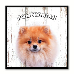 Pomeranian Dog Canvas Print Picture Frame Gift Home Decor Wall Art Decoration