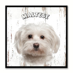 Maltese Dog Canvas Print Picture Frame Gift Home Decor Wall Art Decoration