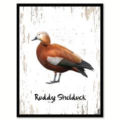 Ruddy Shelduck Bird Canvas Print, Black Picture Frame Gift Ideas Home Decor Wall Art Decoration