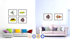 Red Angel Tropical Fish Painting Reproduction Gifts Home Decor Wall Art Canvas Prints Picture Frames